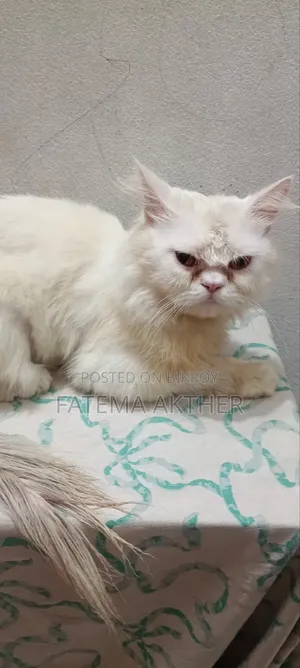 6-12 months Male Purebred Persian