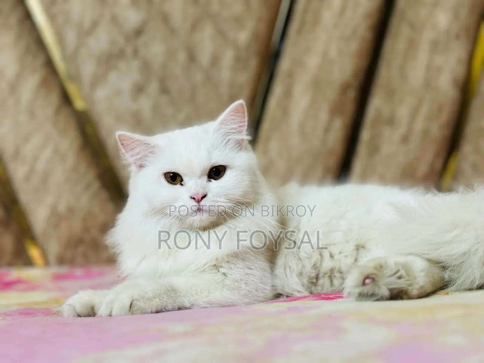 1+ Year Female Purebred Persian