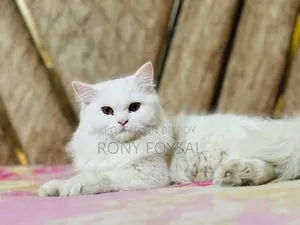 1+ year Female Purebred Persian