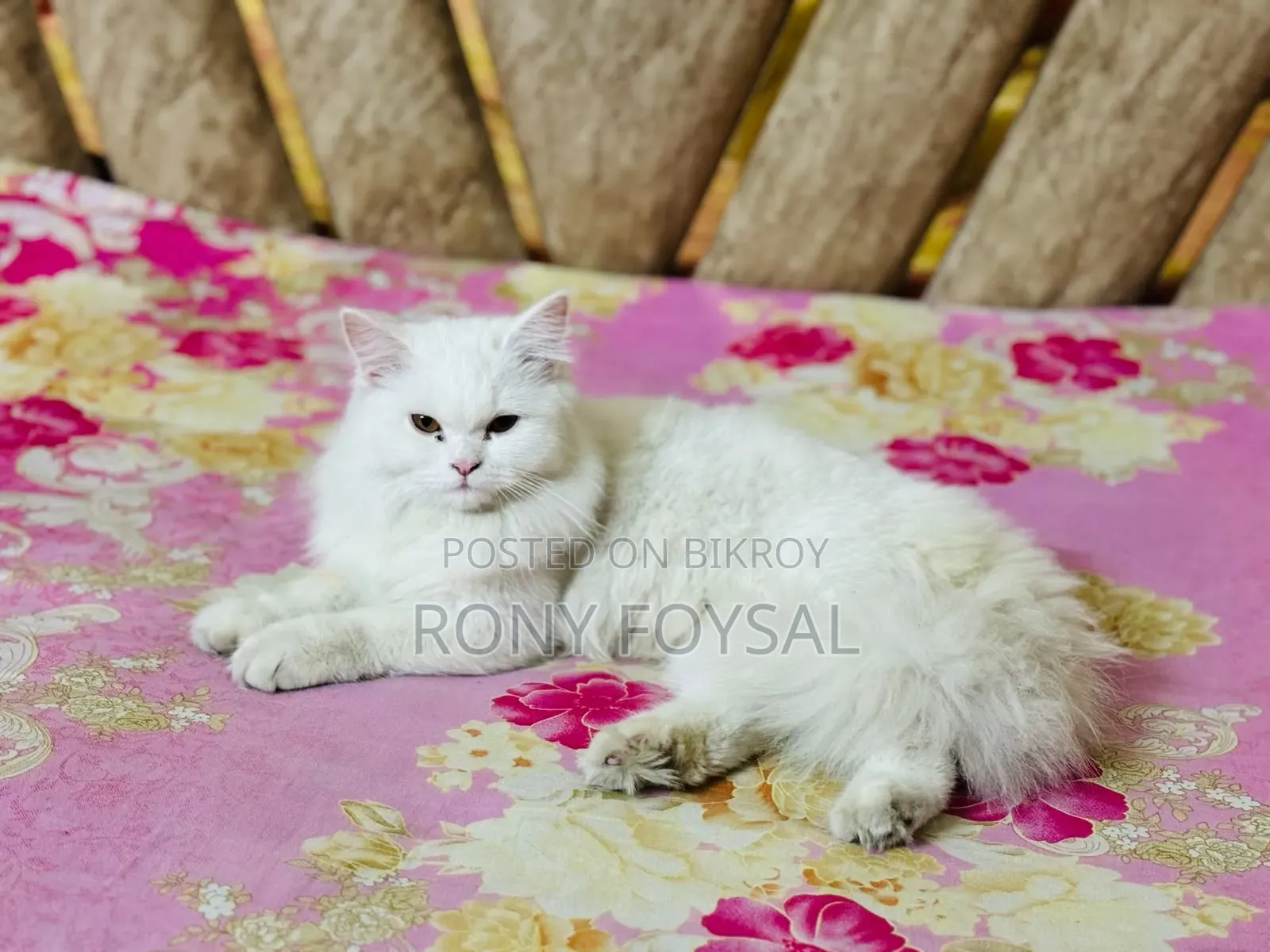 1+ Year Female Purebred Persian