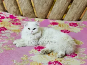 1+ Year Female Purebred Persian
