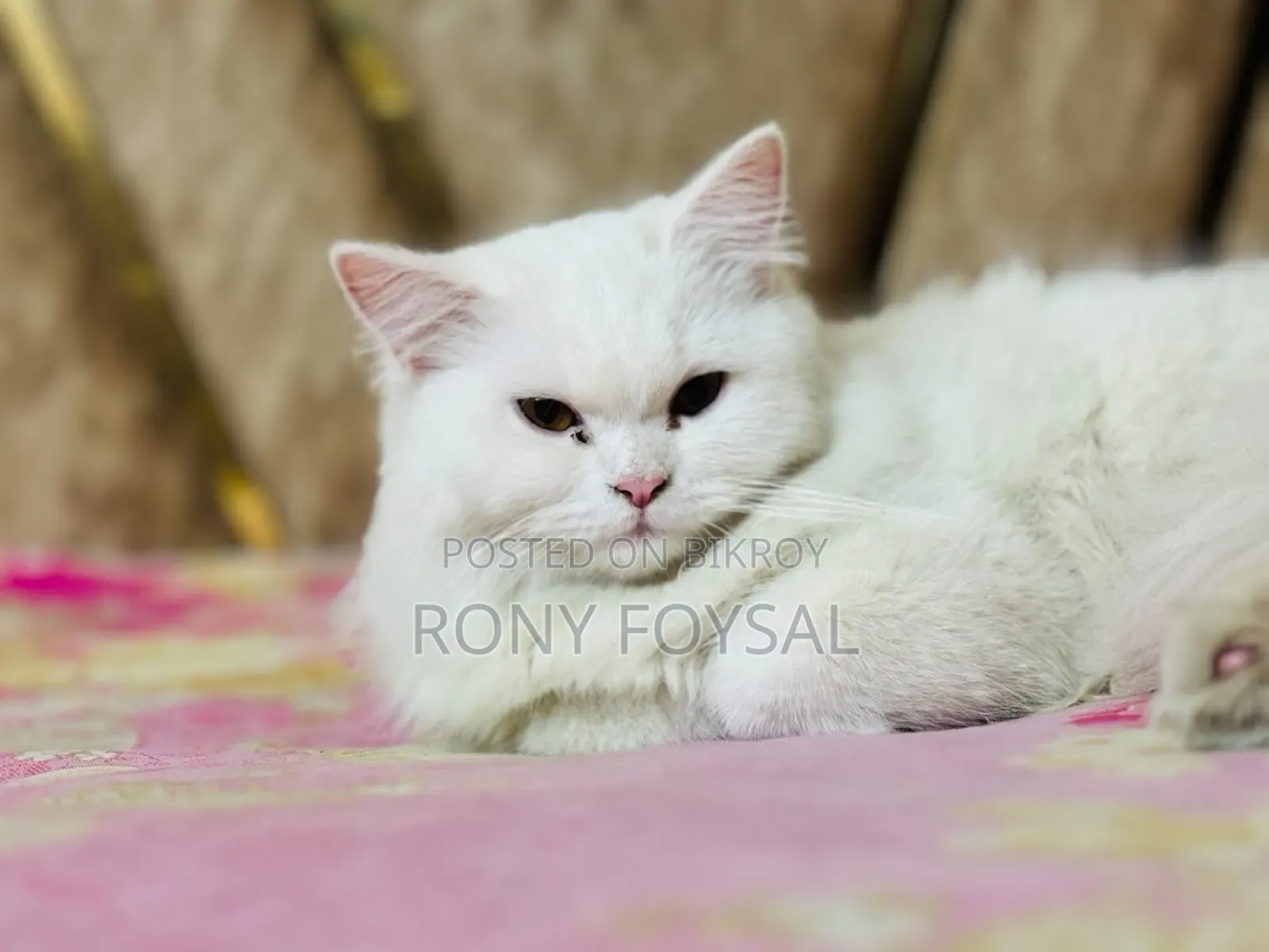 1+ Year Female Purebred Persian