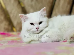 1+ Year Female Purebred Persian