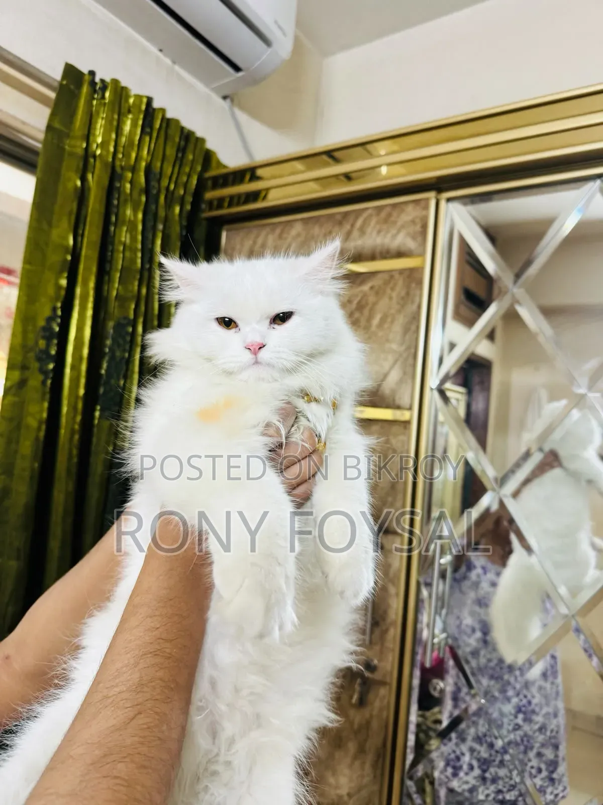 1+ Year Female Purebred Persian