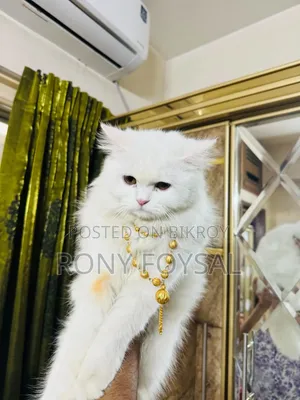 1+ Year Female Purebred Persian