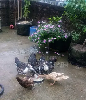 Muscovy Ducks for Sale