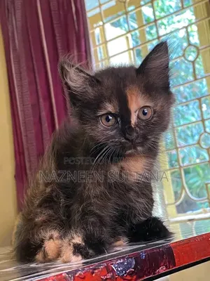 3-6 Months Female Purebred Persian