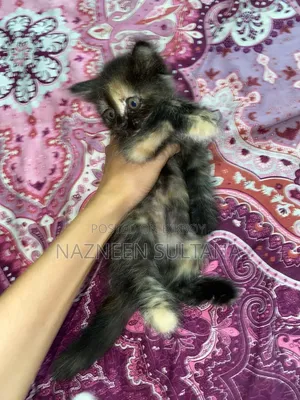 3-6 Months Female Purebred Persian