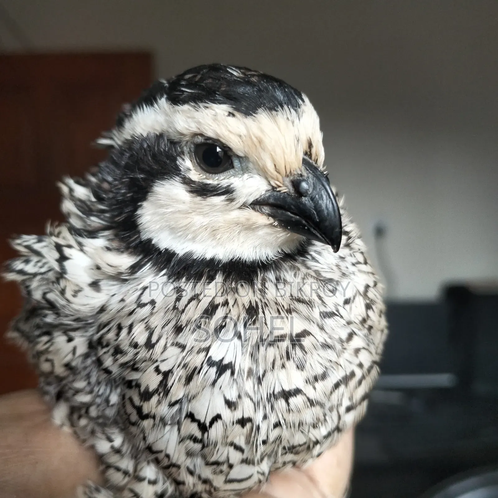 Snowflake Bobwhite Quail