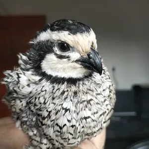 Snowflake Bobwhite Quail