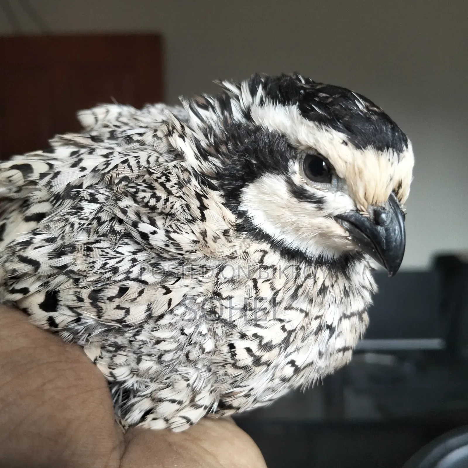 Snowflake Bobwhite Quail