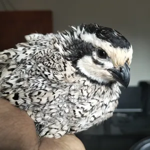 Snowflake Bobwhite Quail