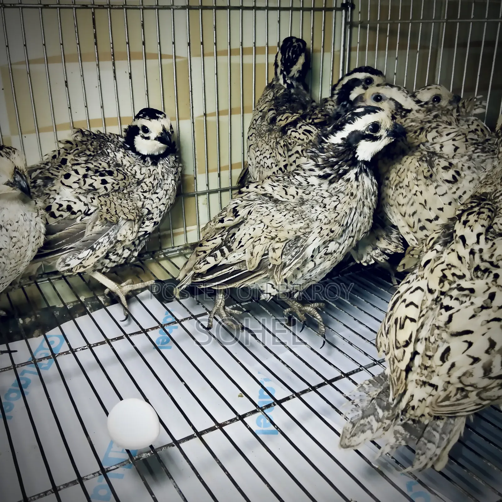 Snowflake Bobwhite Quail