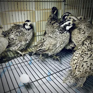 Snowflake Bobwhite Quail