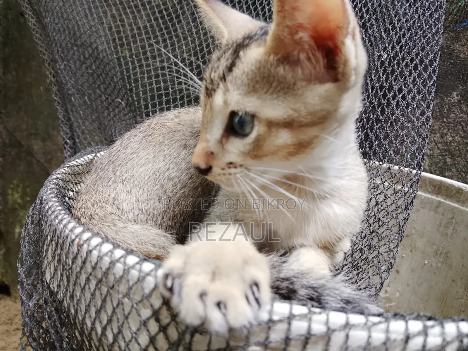 1-3 Months Male Purebred Bengal Cat