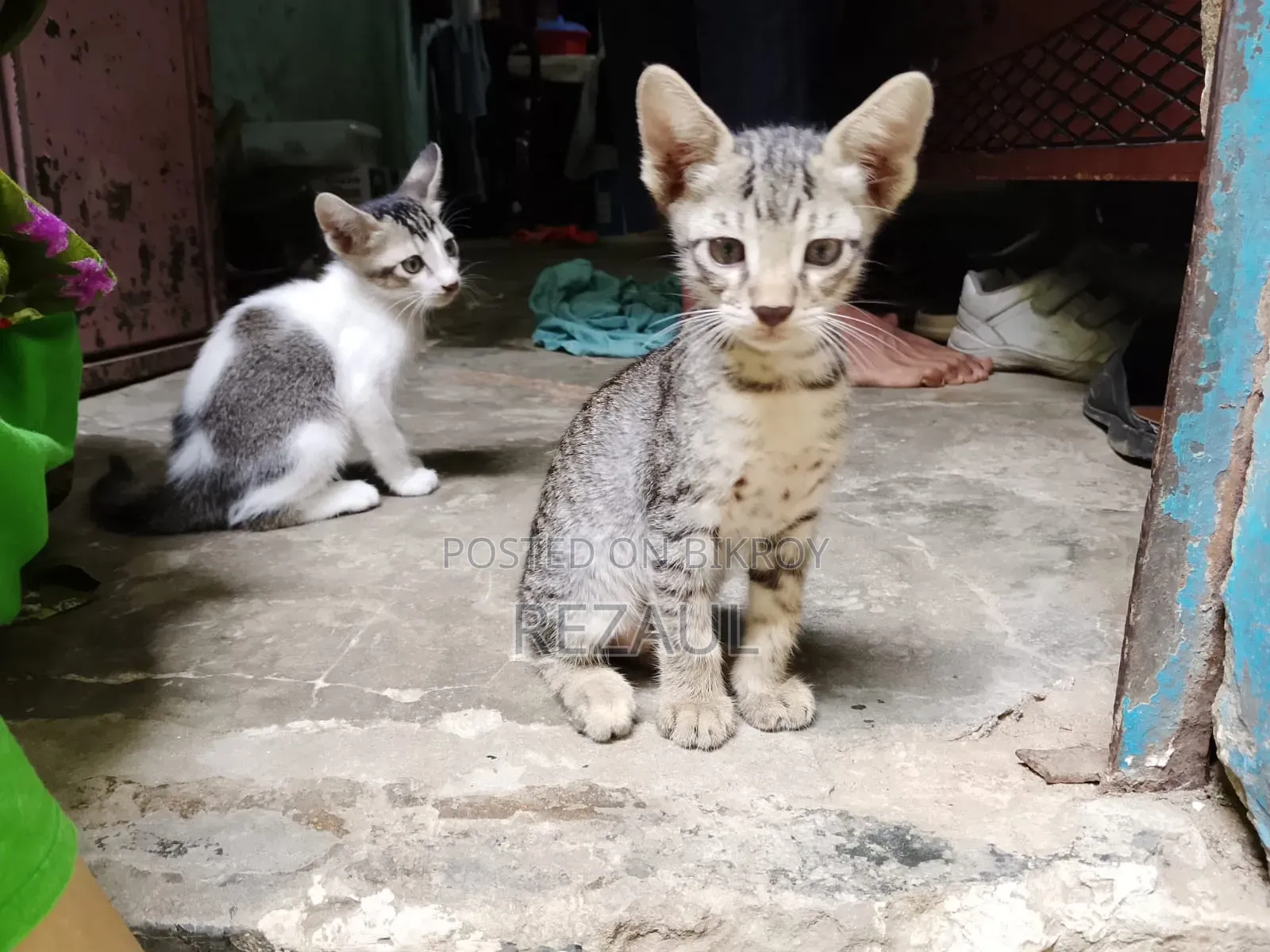 1-3 Months Male Purebred Bengal Cat
