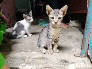 1-3 Months Male Purebred Bengal Cat