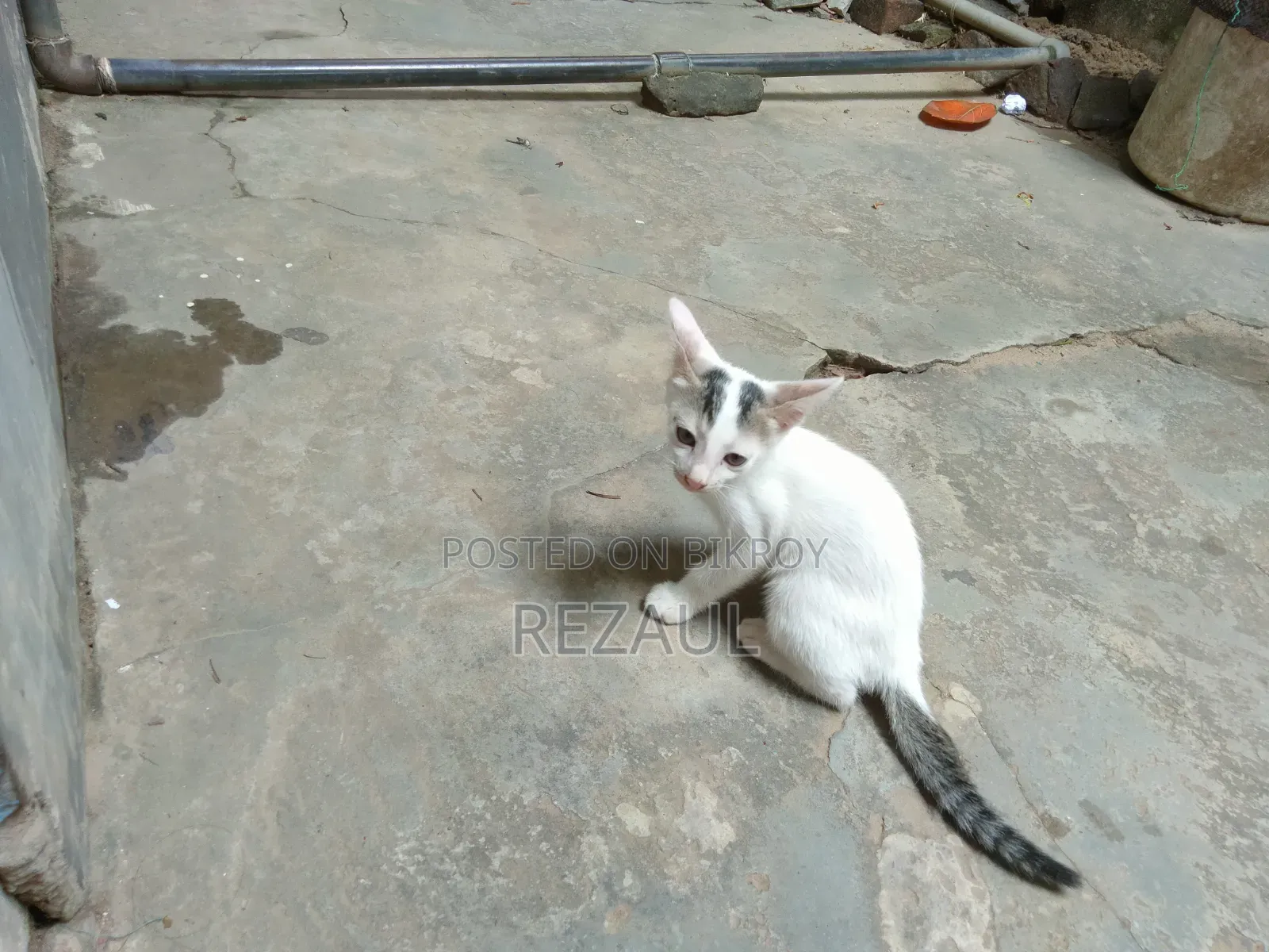 1-3 Months Male Purebred Bengal Cat