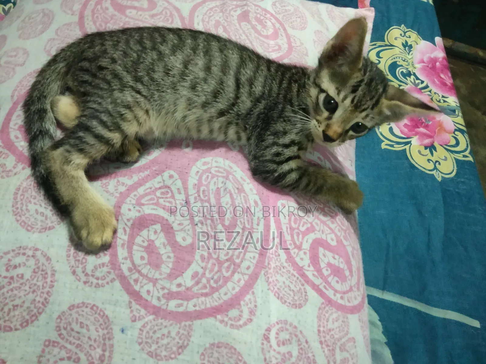 1-3 Months Male Purebred Bengal Cat