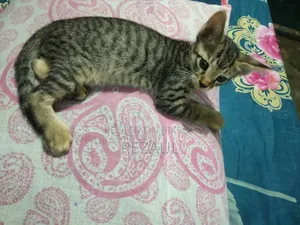 1-3 Months Male Purebred Bengal Cat