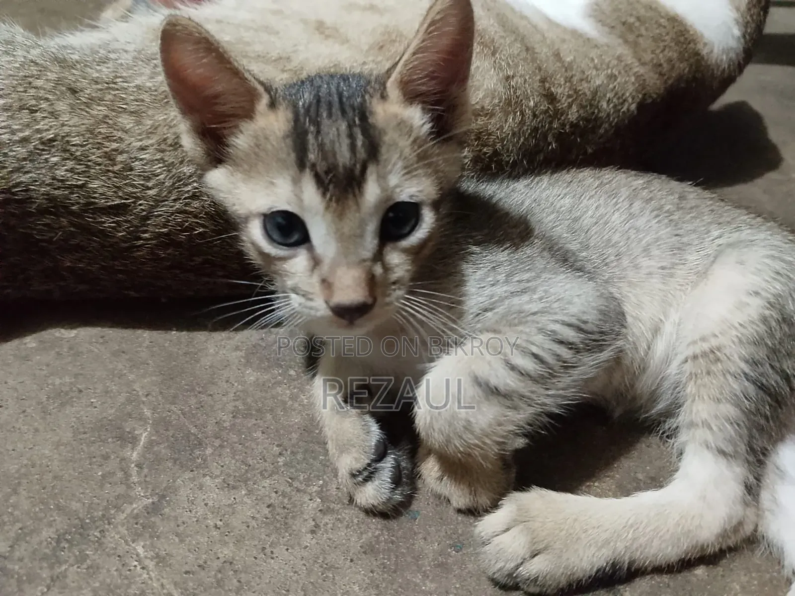 1-3 Months Male Purebred Bengal Cat