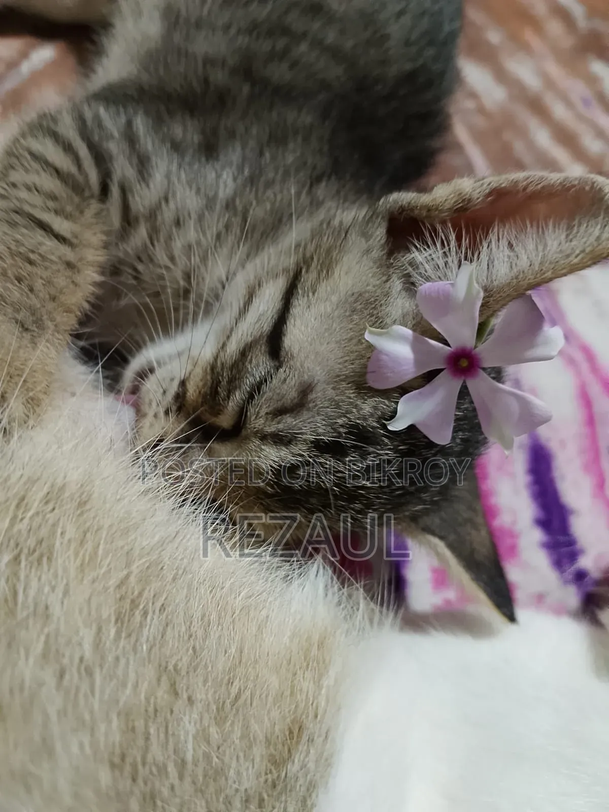 1-3 Months Male Purebred Bengal Cat