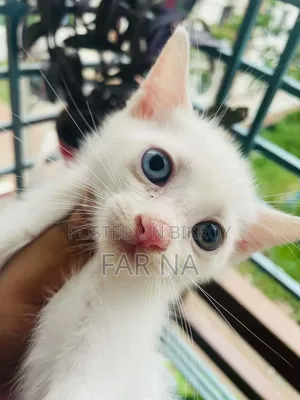 1-3 Months Female Mixed Breed Persian