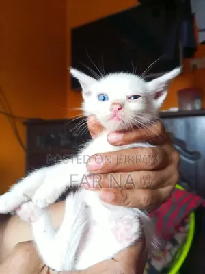 1-3 Months Female Mixed Breed Persian