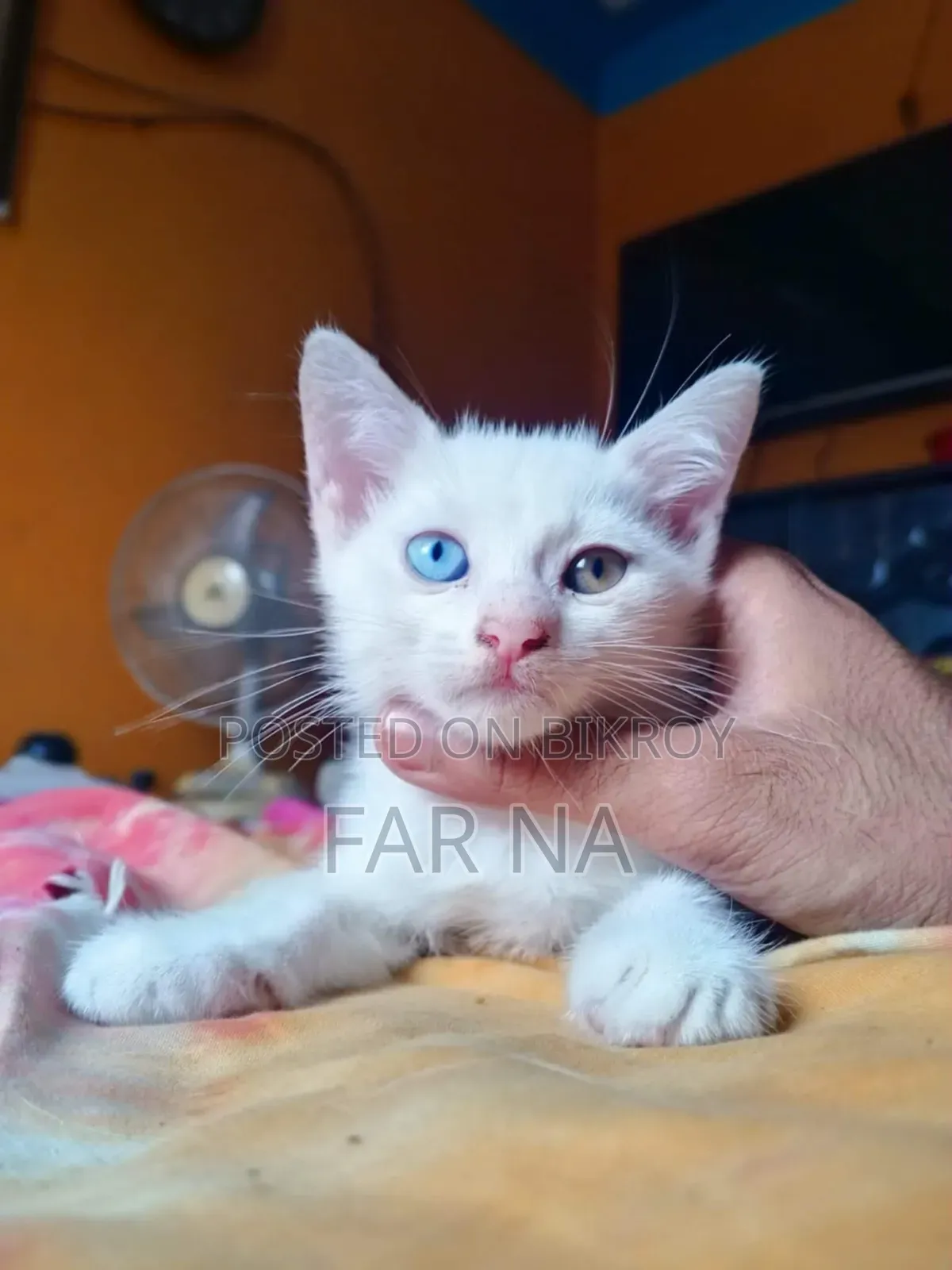 1-3 Months Female Mixed Breed Persian