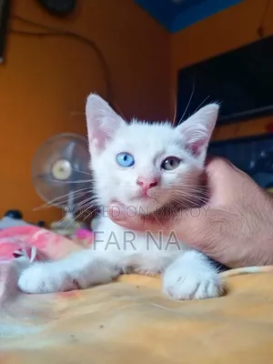 1-3 Months Female Mixed Breed Persian