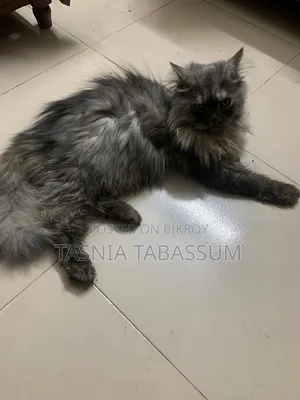 1+ Year Male Purebred Persian