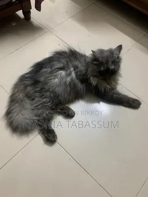 1+ Year Male Purebred Persian