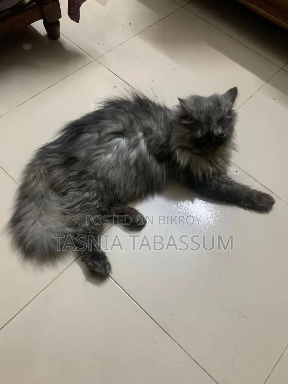 1+ Year Male Purebred Persian
