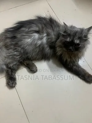 1+ Year Male Purebred Persian