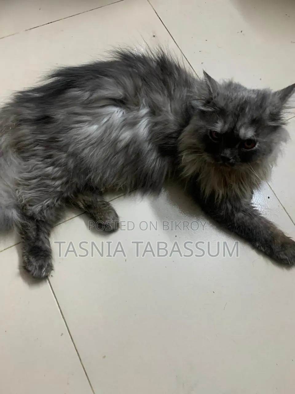 1+ Year Male Purebred Persian