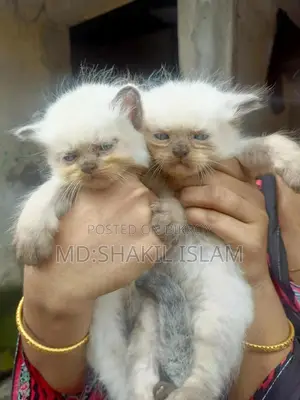 0-1 Month Female Purebred Persian
