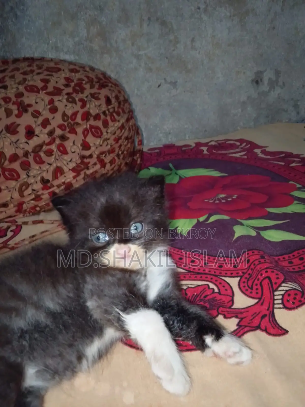 0-1 Month Female Purebred Persian