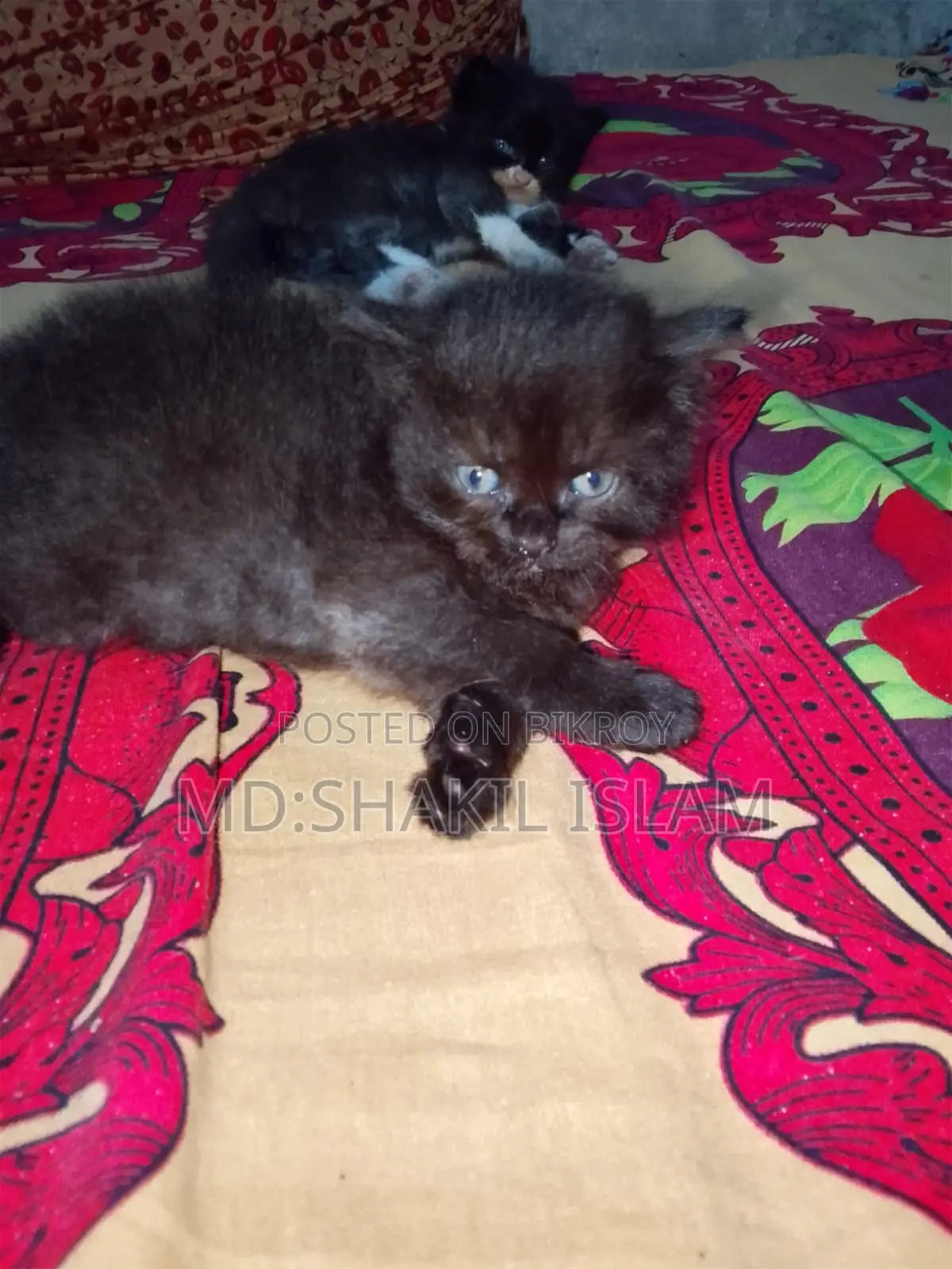 0-1 Month Female Purebred Persian