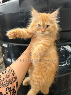 1-3 Months Male Purebred Persian