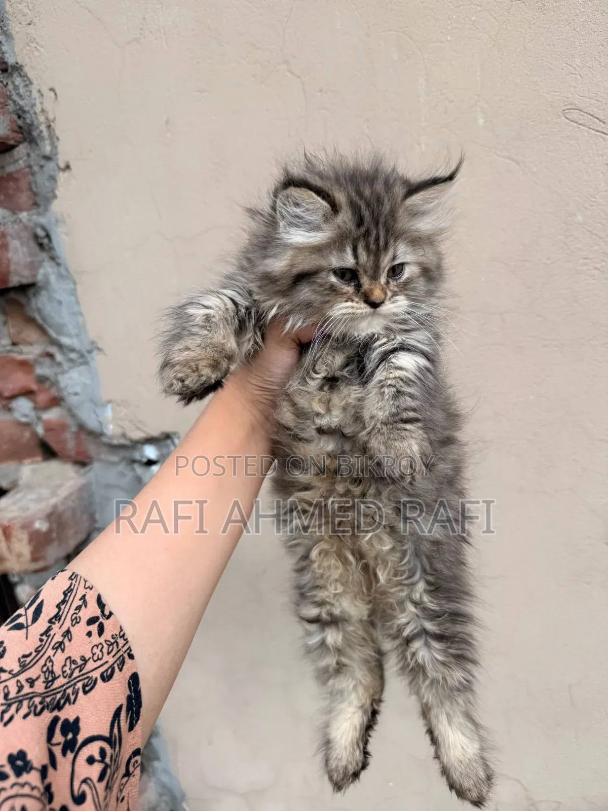 1-3 Months Male Purebred Persian