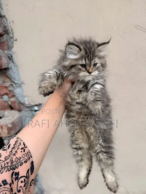 1-3 Months Male Purebred Persian