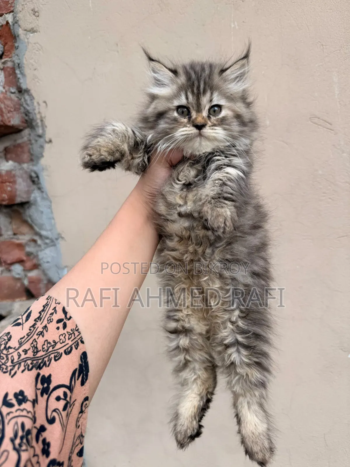 1-3 Months Male Purebred Persian