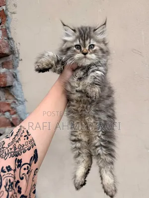 1-3 Months Male Purebred Persian