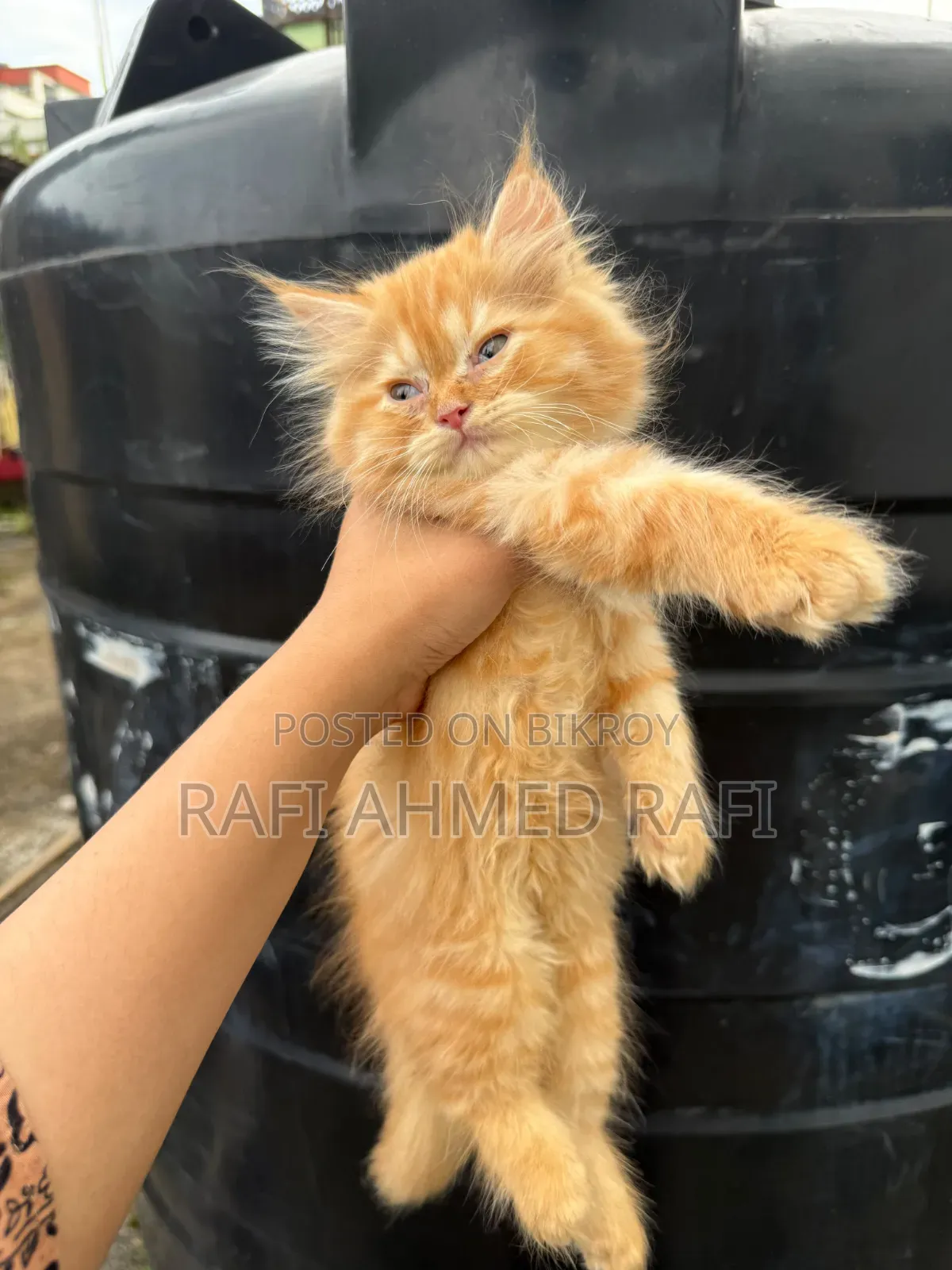 1-3 Months Male Purebred Persian