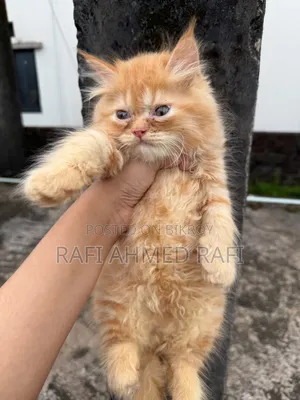 1-3 Months Male Purebred Persian