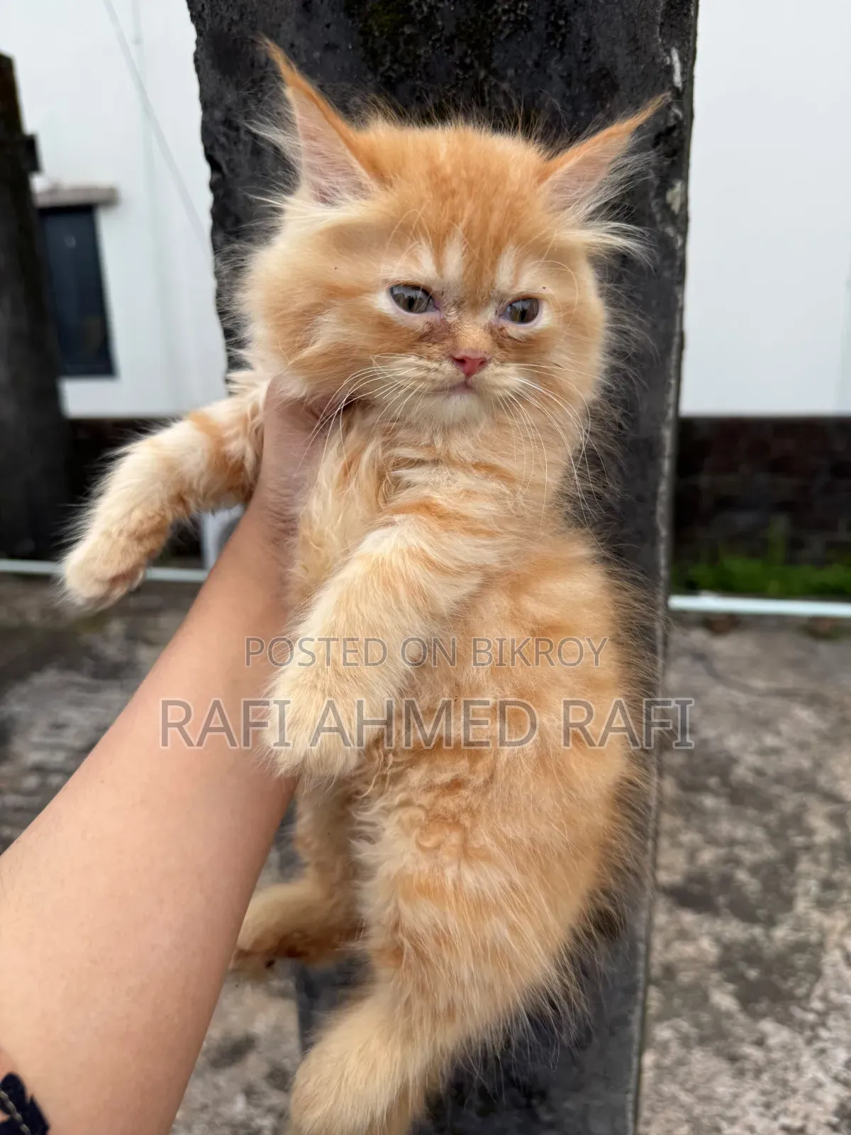 1-3 Months Male Purebred Persian