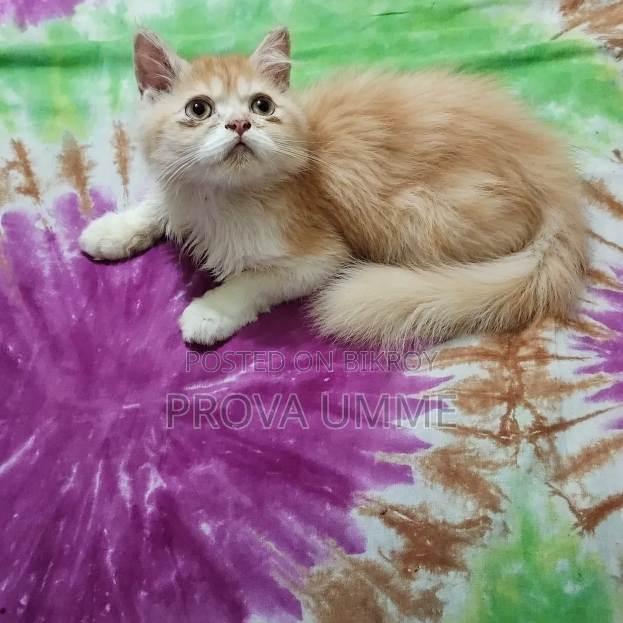 1-3 Months Male Purebred Persian