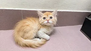 1-3 Months Male Purebred Persian