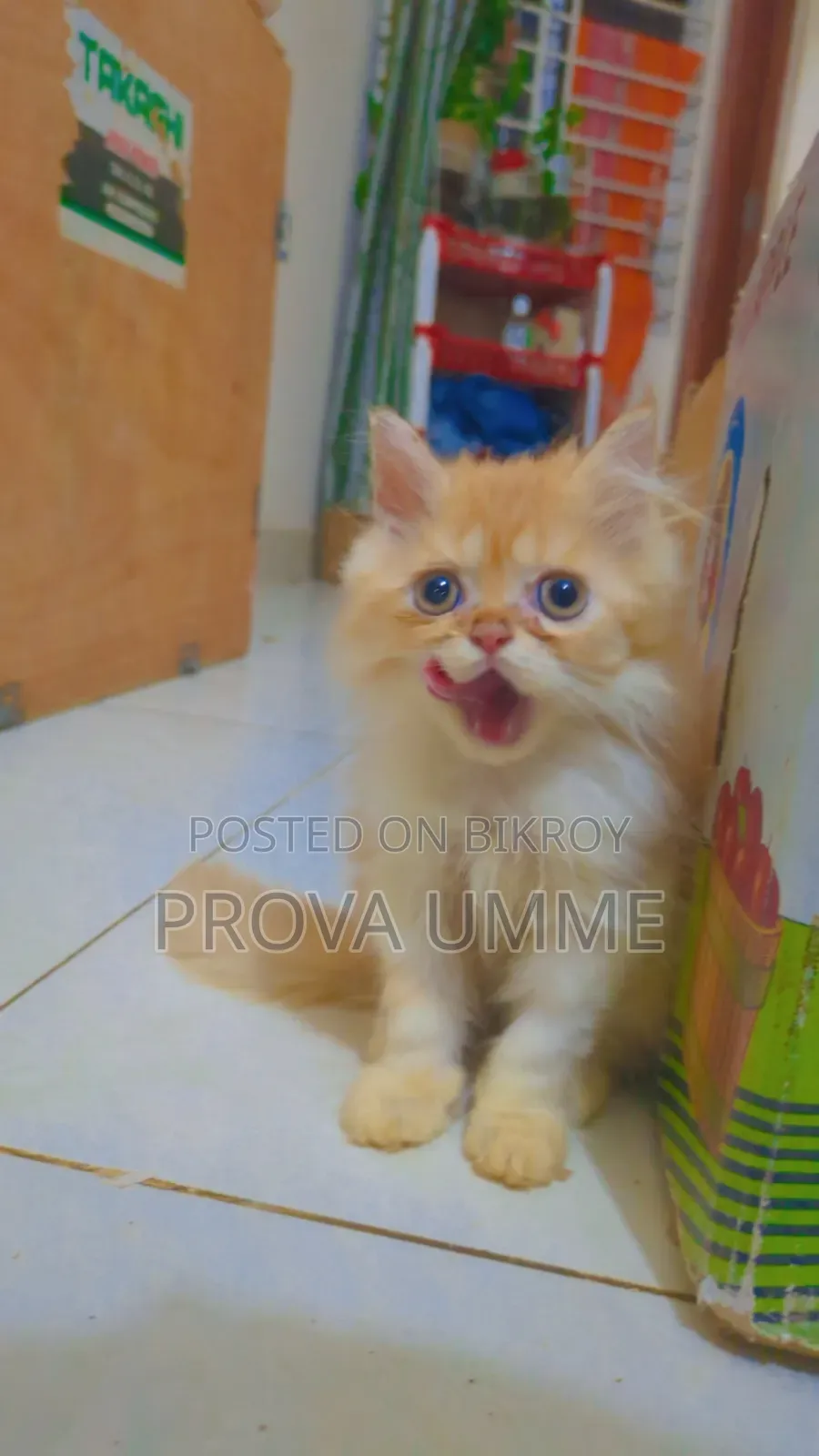 1-3 Months Male Purebred Persian