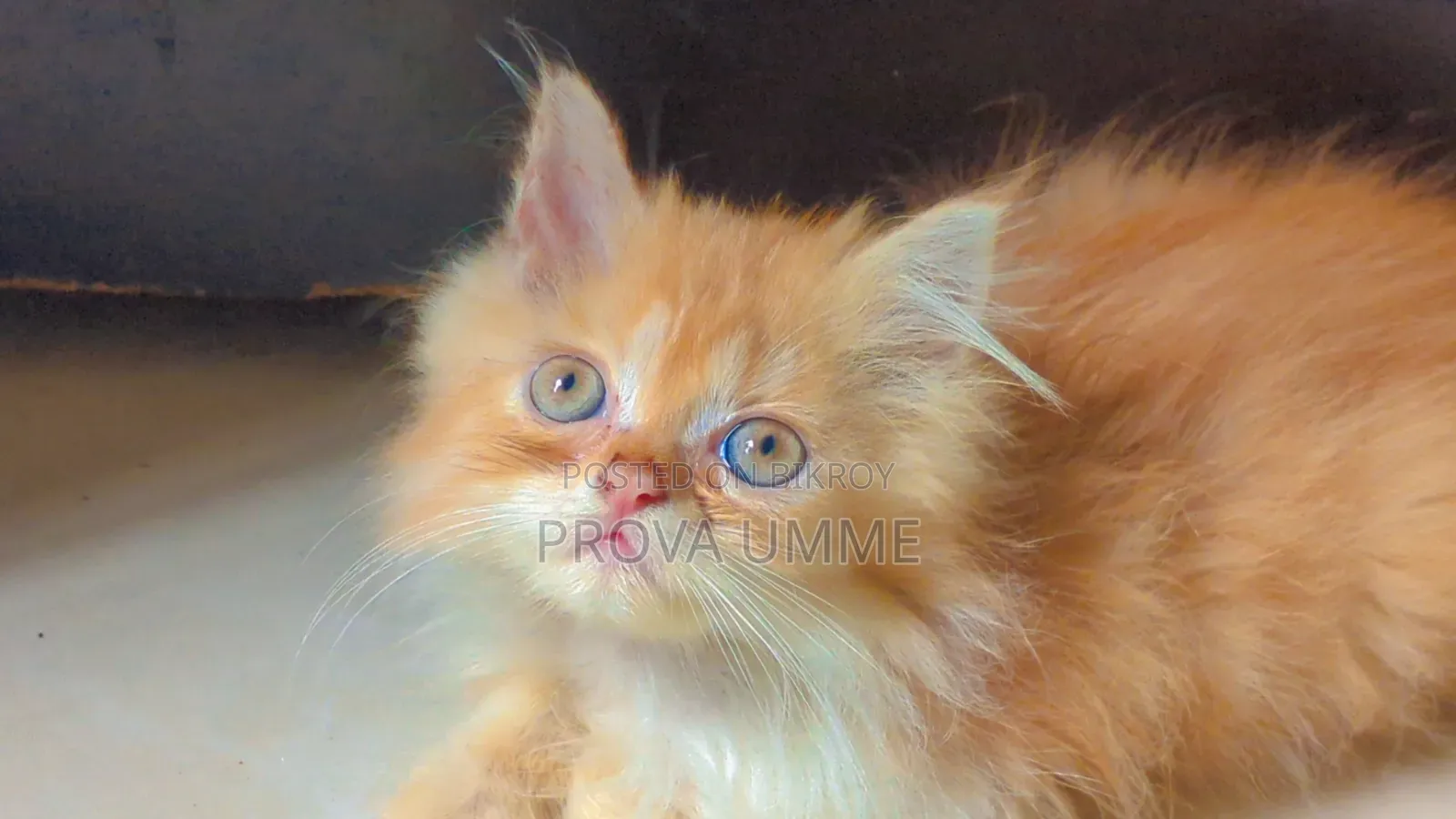 1-3 Months Male Purebred Persian